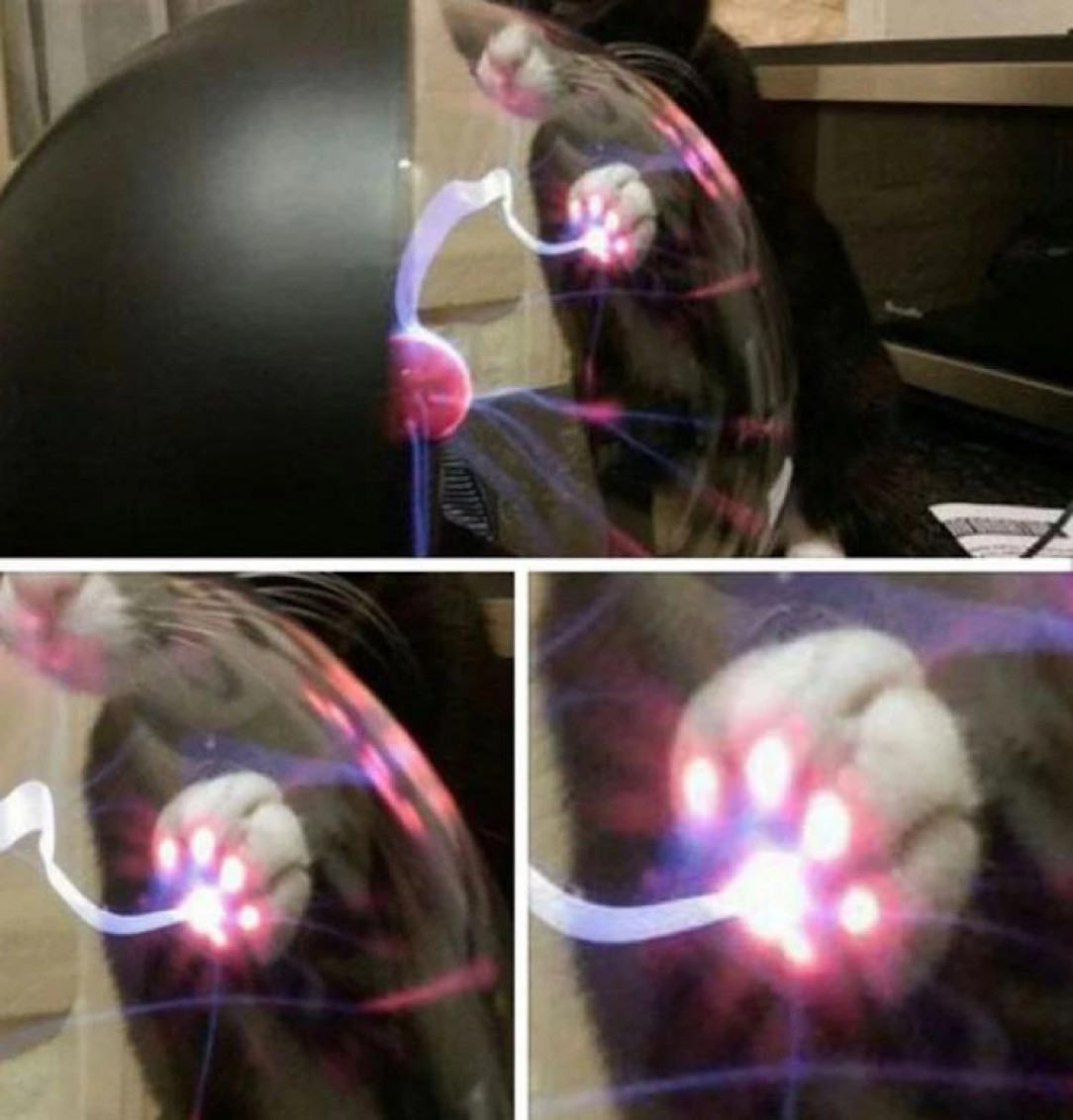 This cat&#039;s paw glowing after touching a plasma ball