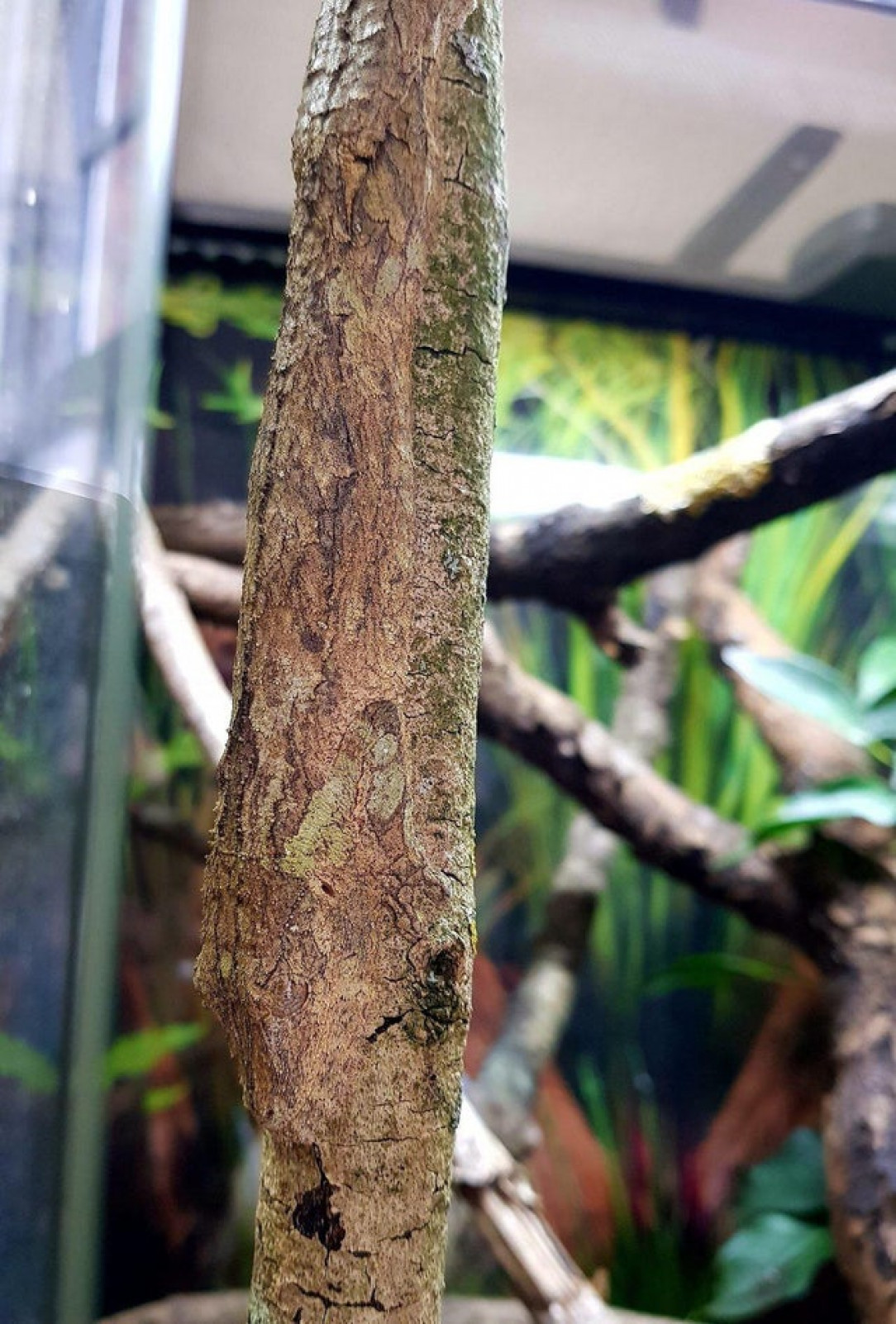 This lizard&#039;s perfect tree bark camouflage 🐕