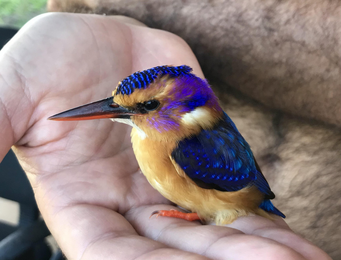 The beautiful shades of blue &amp;amp; yellow on this Pygmy Kingfisher