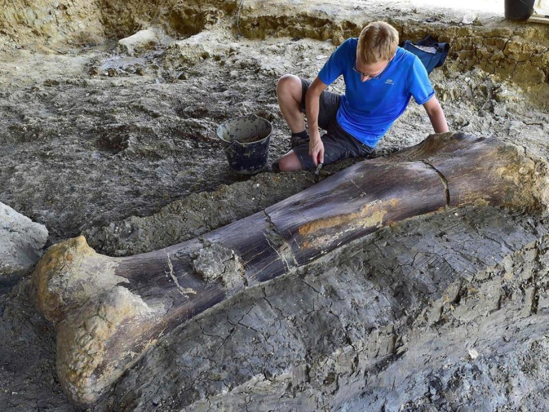 A 140 million year femur bone that weighs 1102 lb (500kg) was found in France