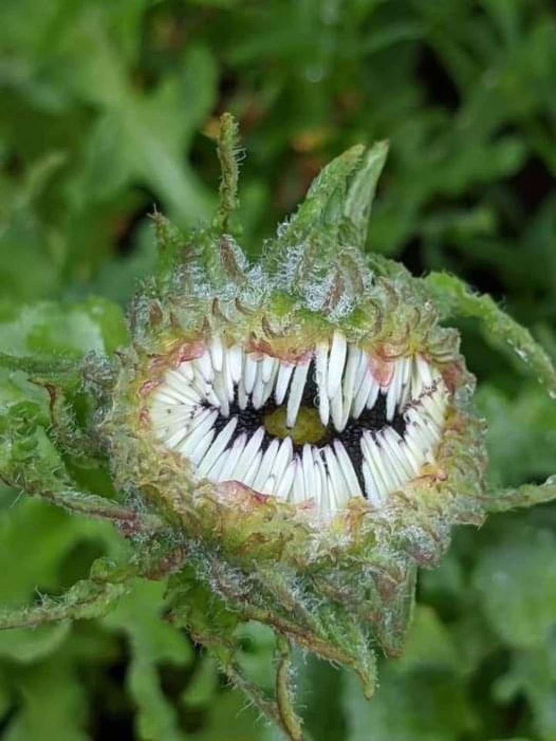 This flower just before opening