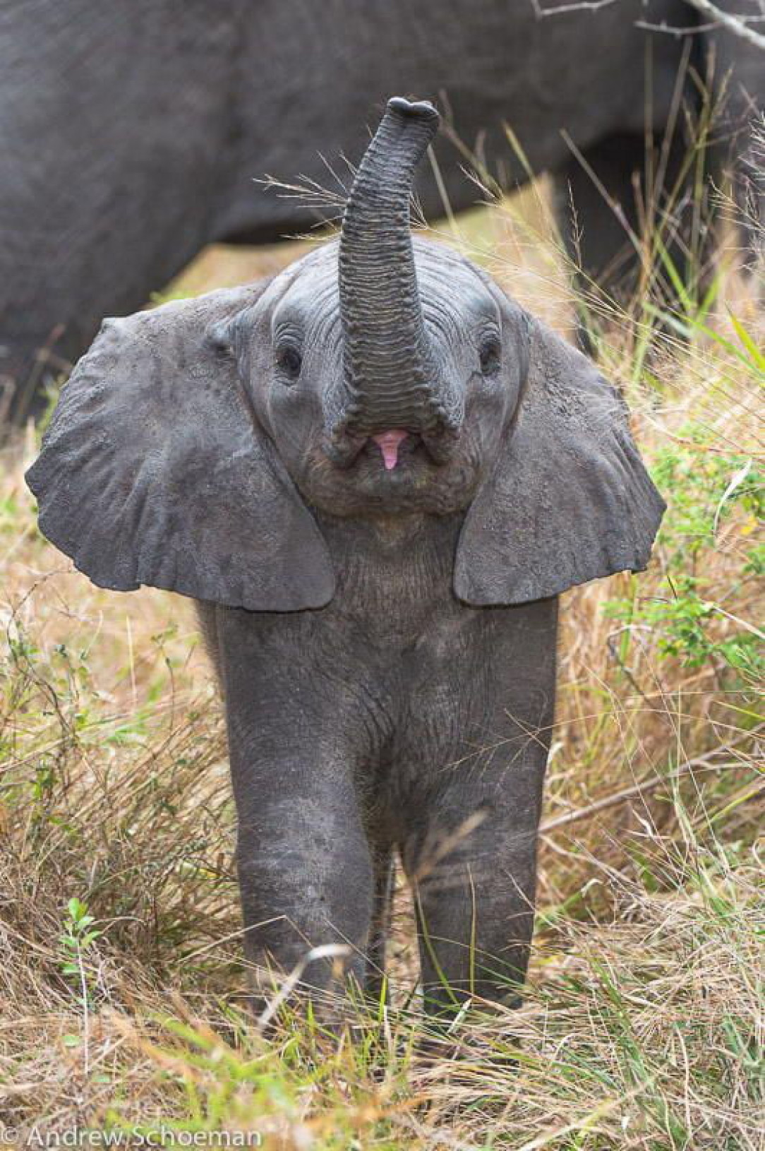 Adorable Baby Elephant ❤️