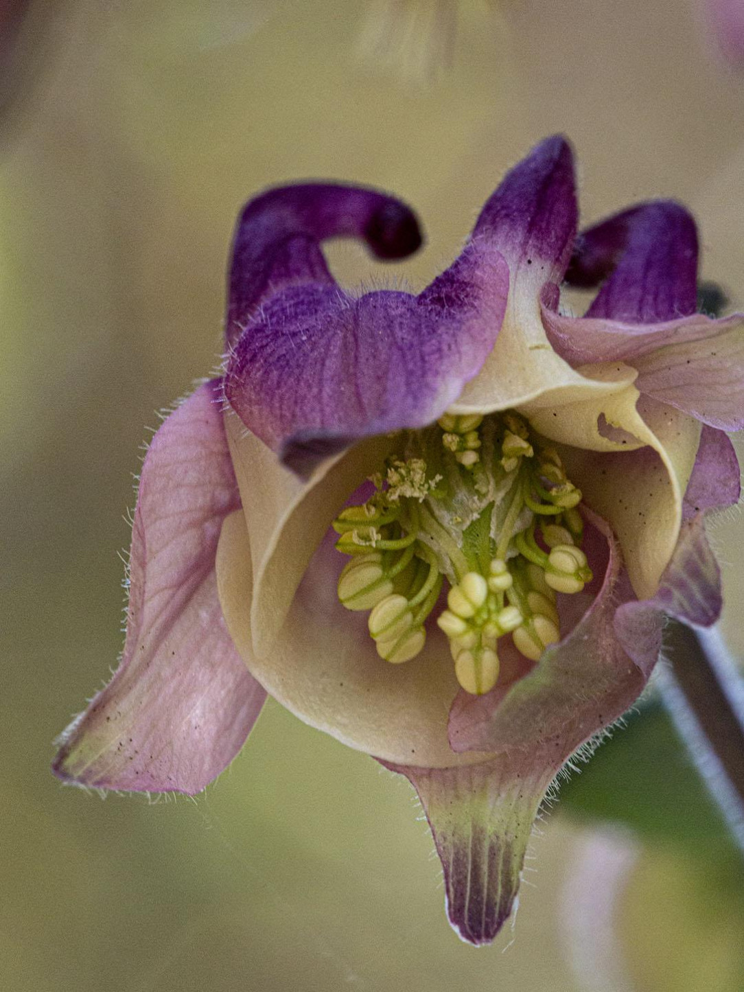 The hidden beauty of the heart of an Aquilegia or Akelei