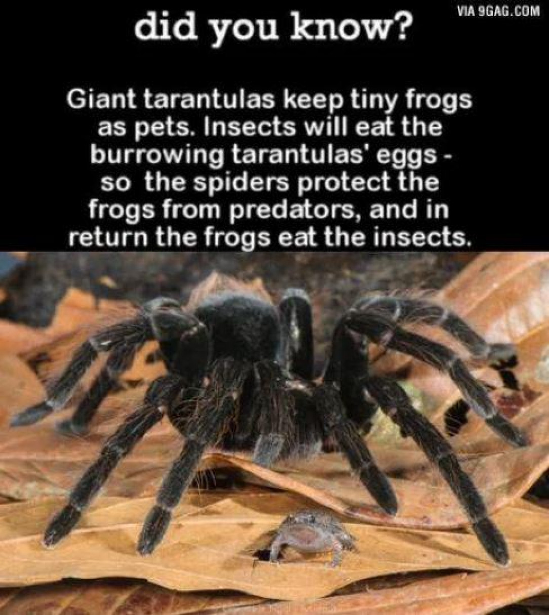 Who Knew? Spiders n Frogs in cahoots