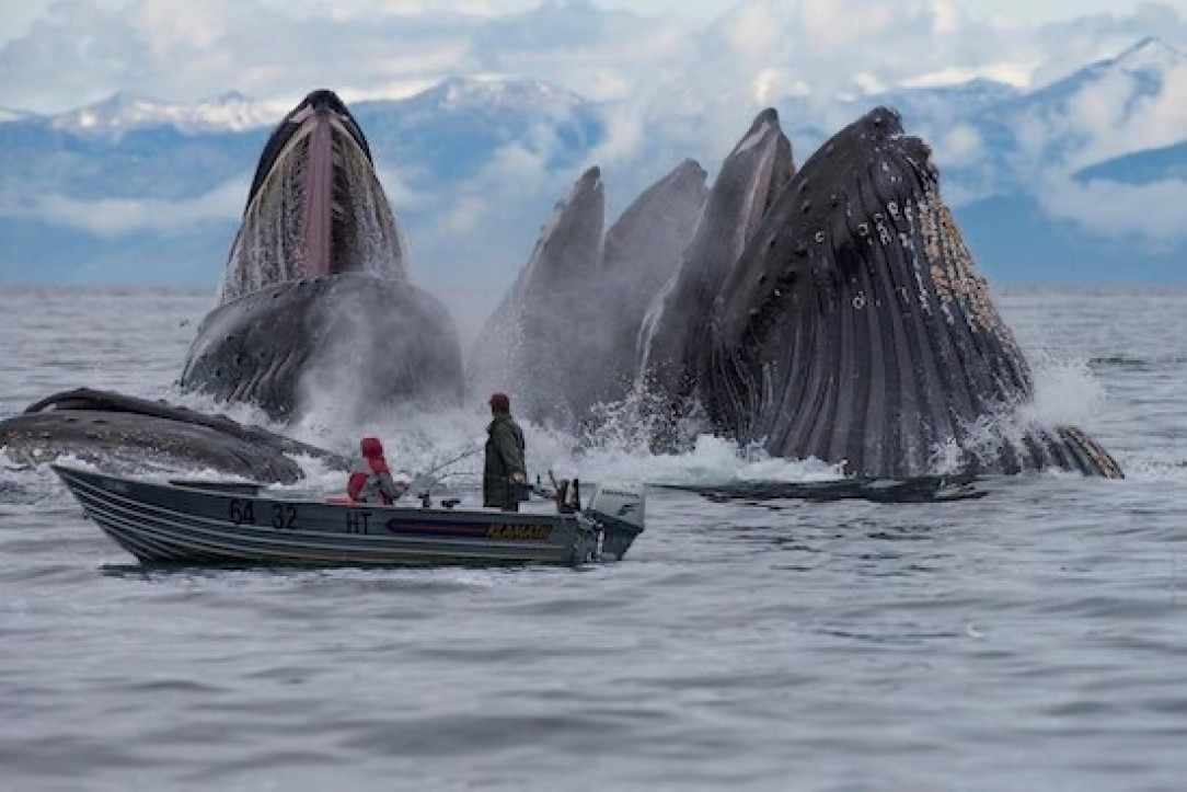 Group of whales saying hello