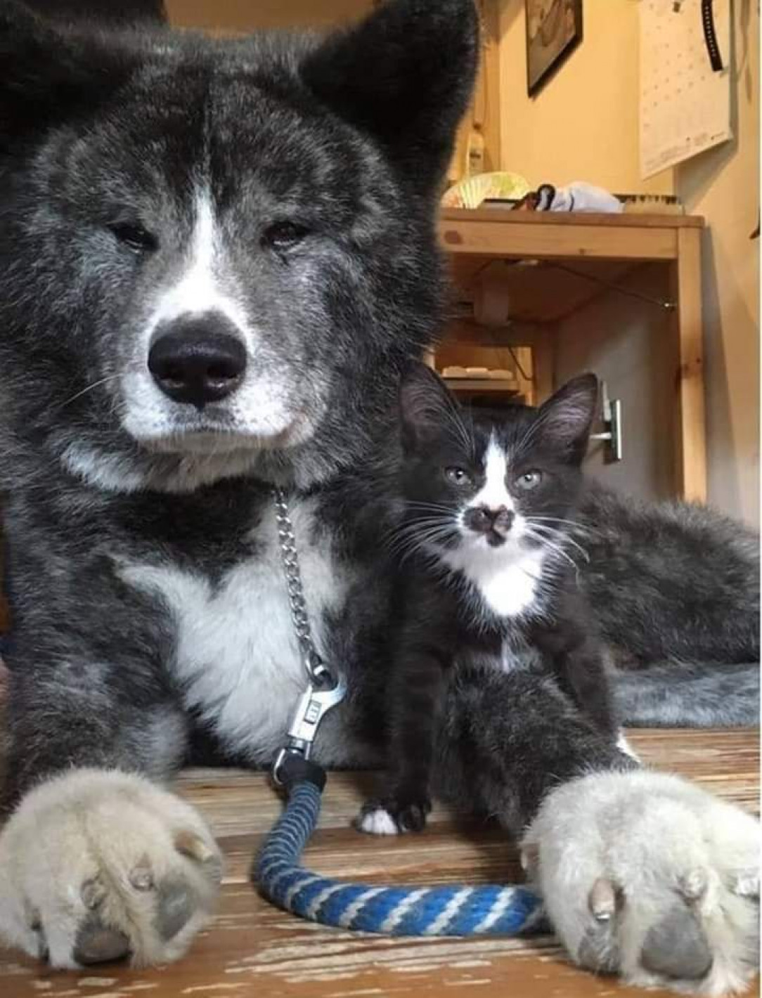 This cat &amp;amp; dog look exactly alike 🐶 🐈 💚