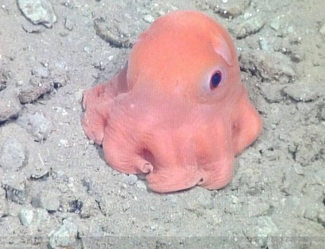 pinky octopus