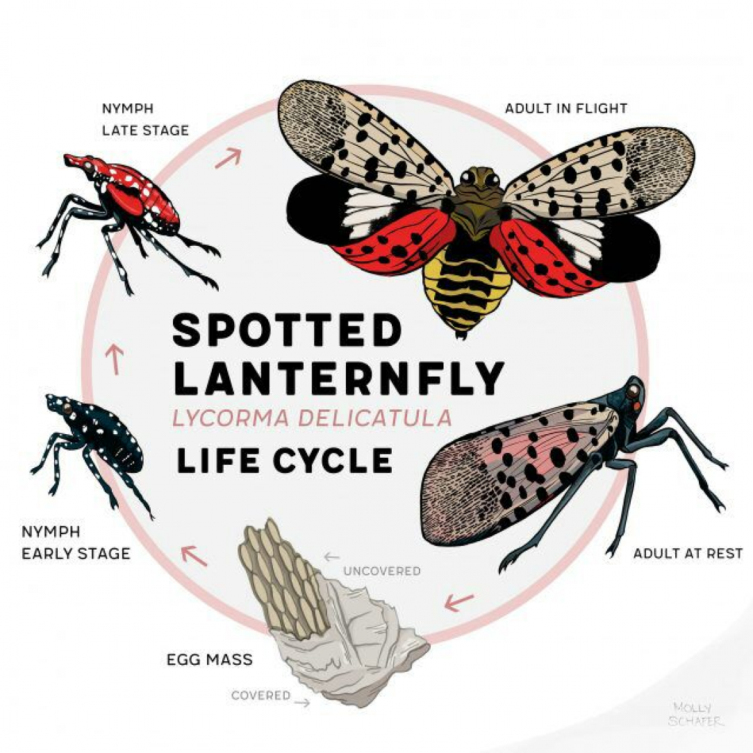 Remember to kill Spotted Lanternflies on sight