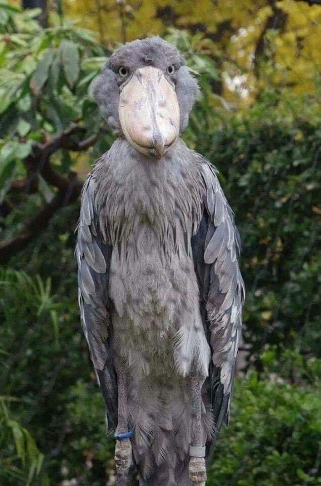 Shoebill Stork