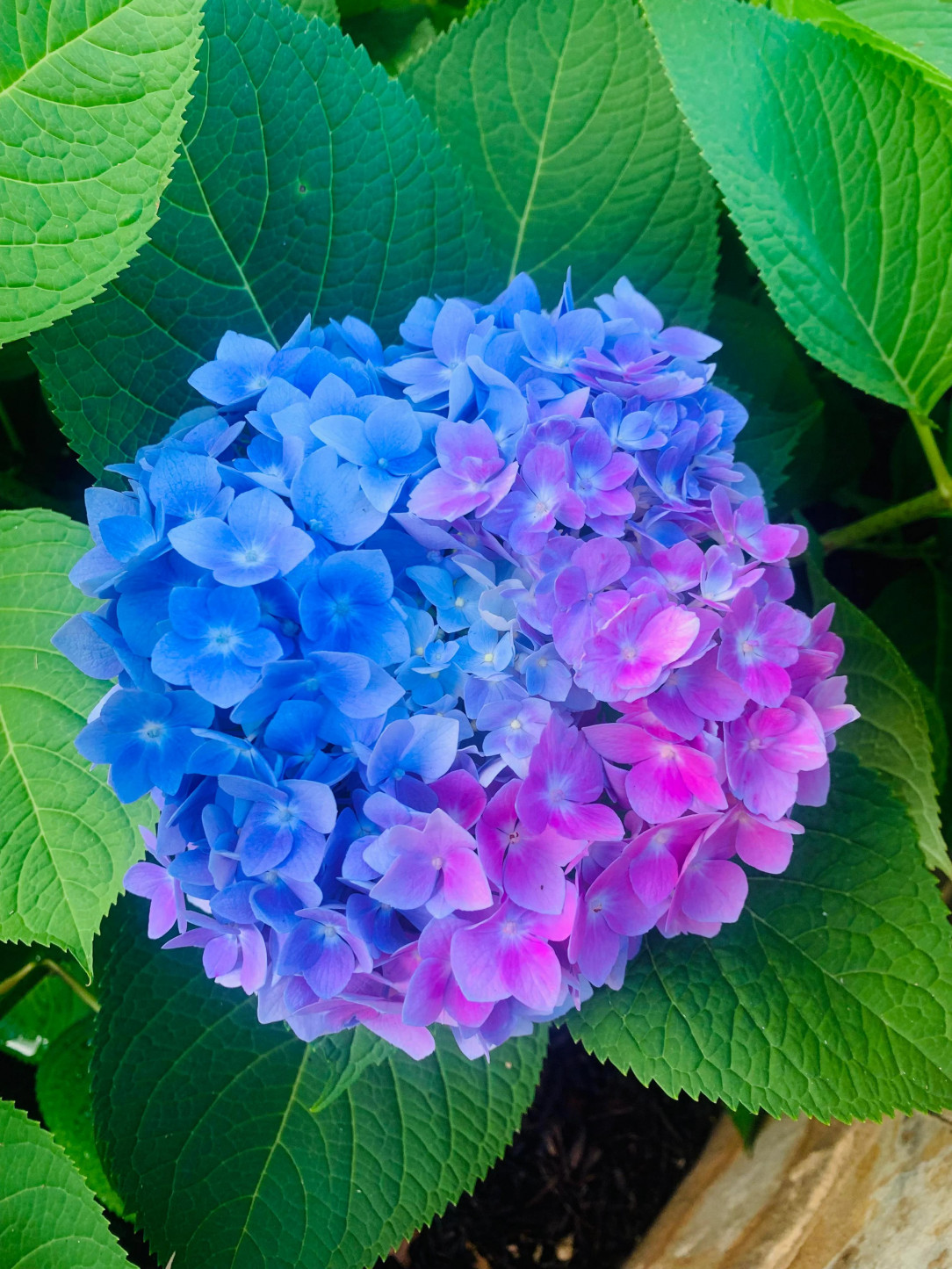 This multi-colored Hydrangea