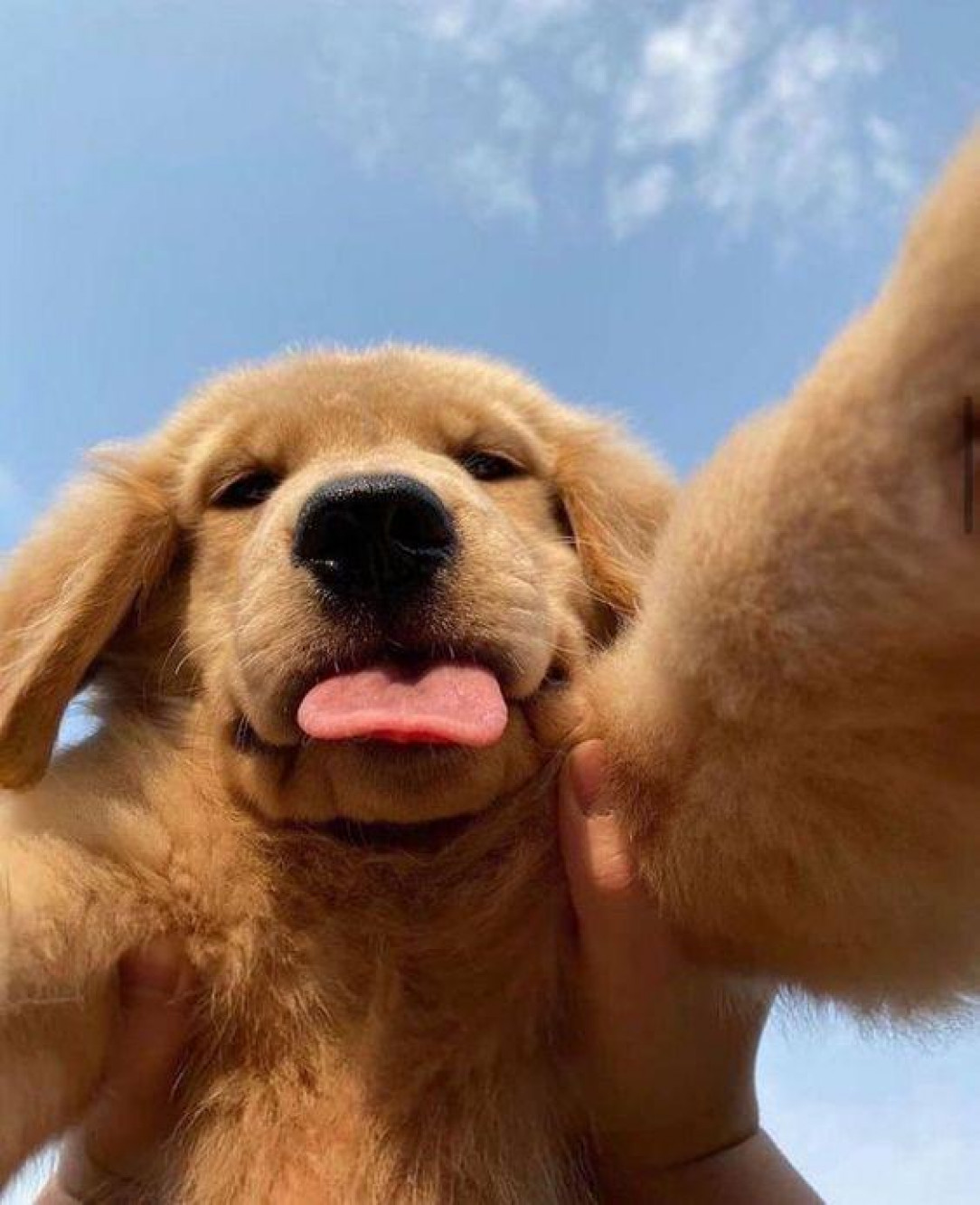 pupper fly in the sky, you can fly twice as high