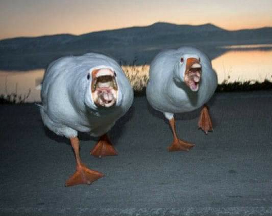 Angry Geese 😱
