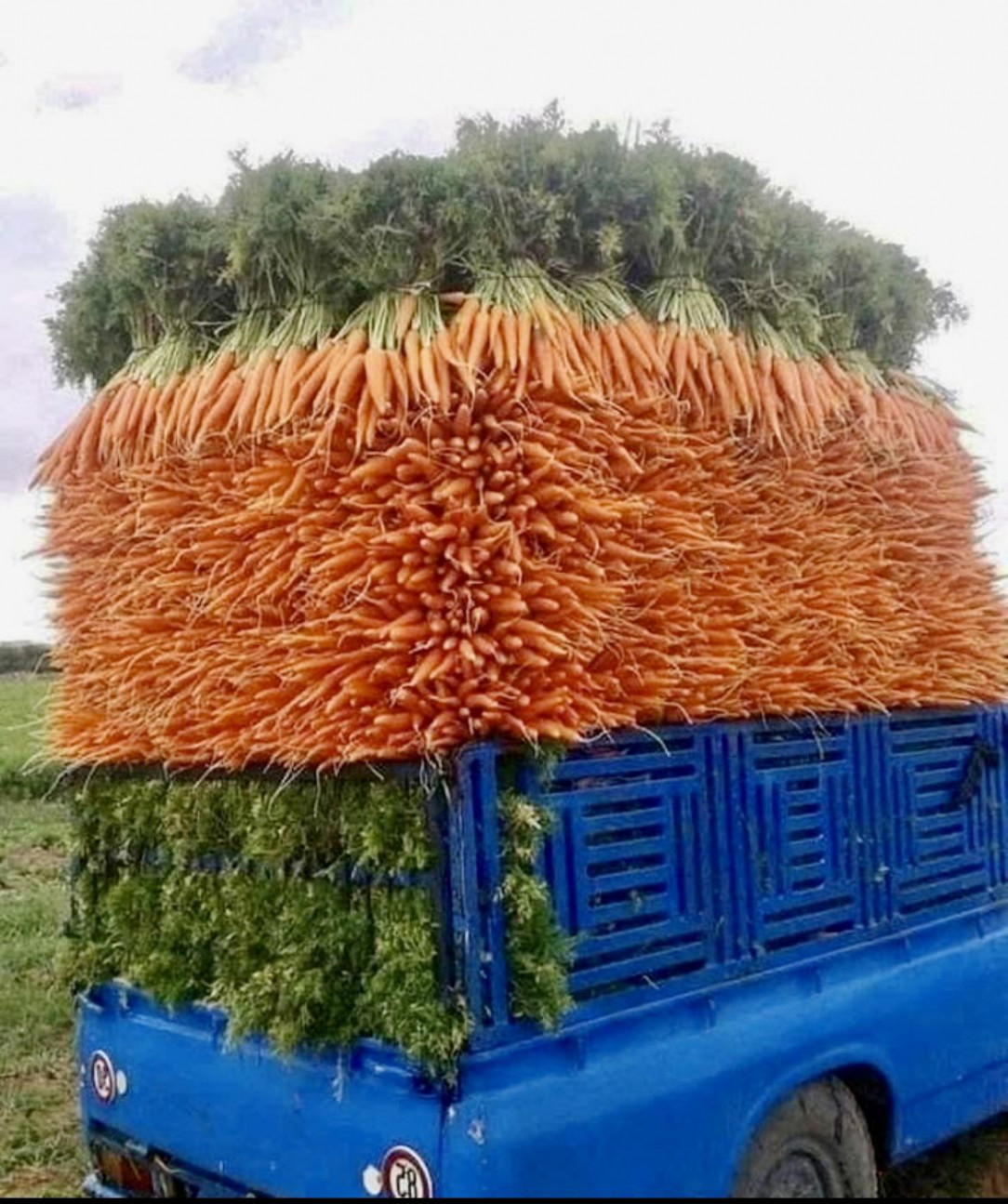 A truck filled with carrots
