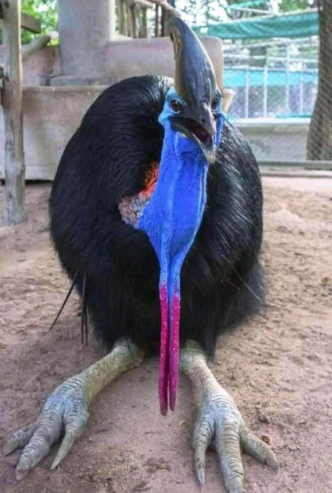 The Cassowary is believed to be the most dangerous bird in the world