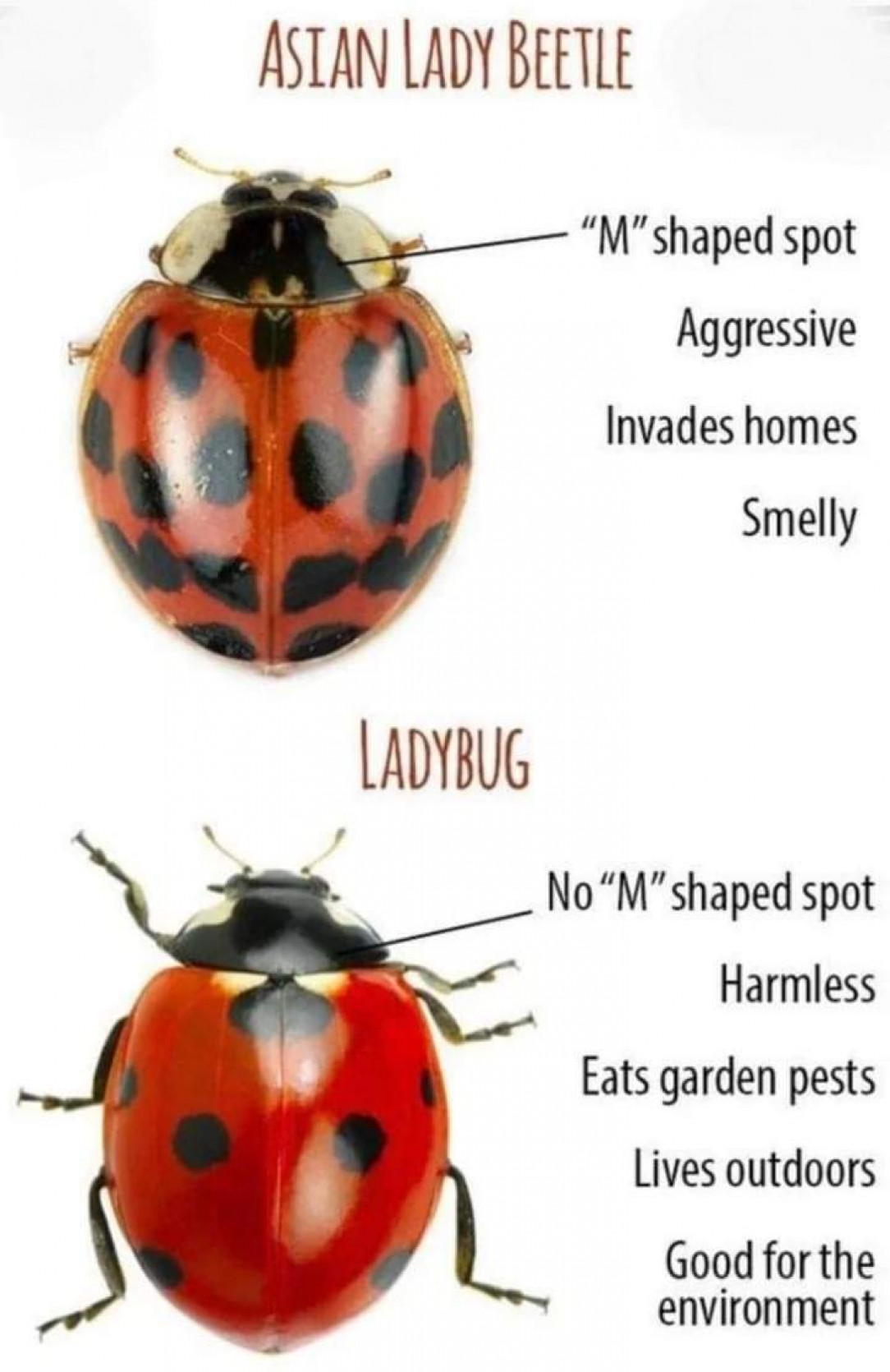 ladybug identification