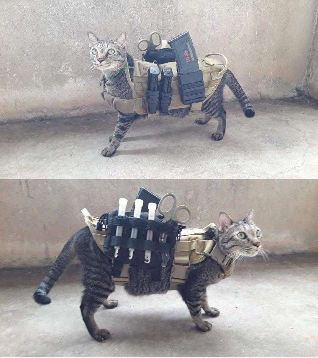 The Tacti-Cat