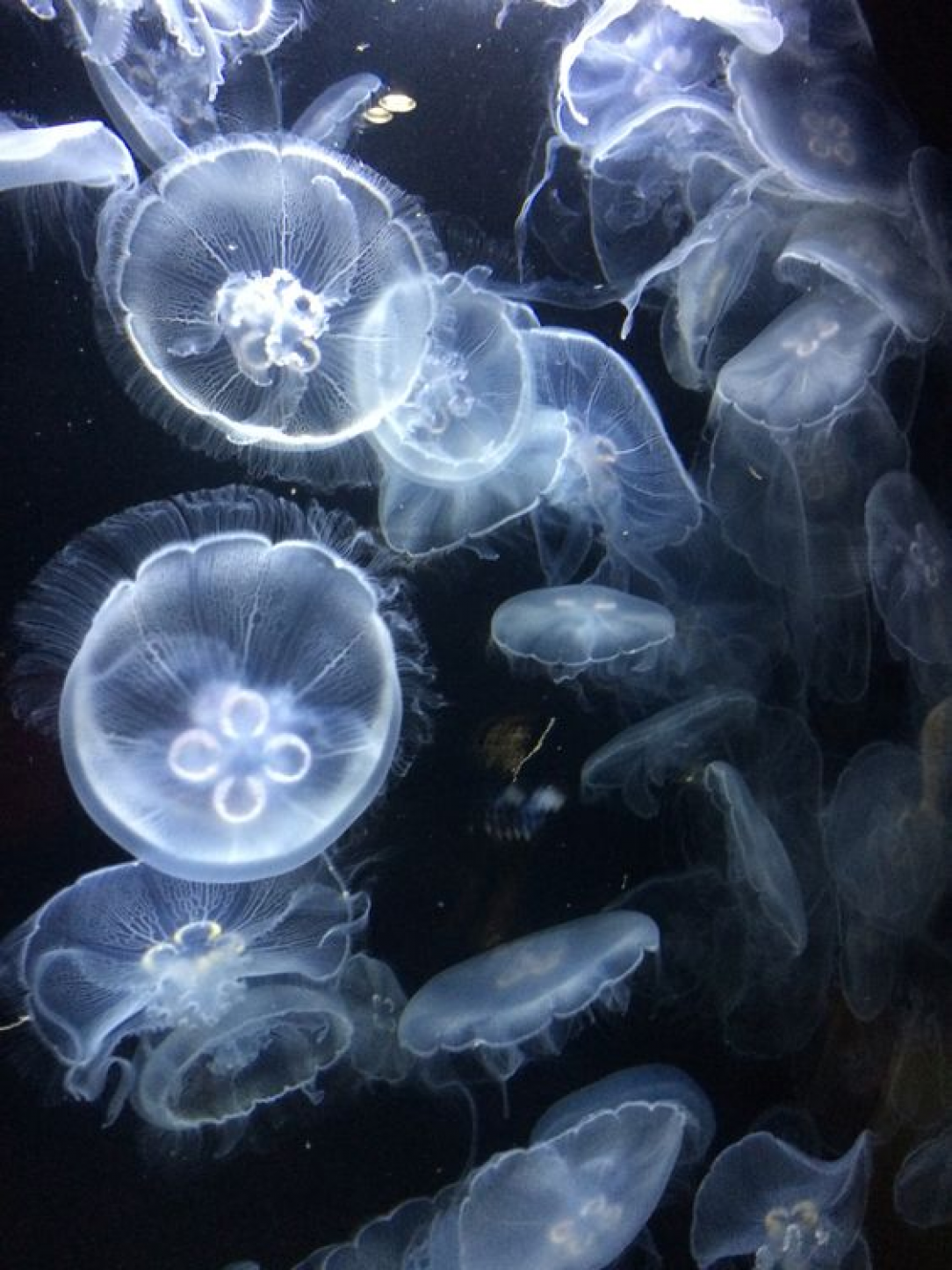 Undersea wonders