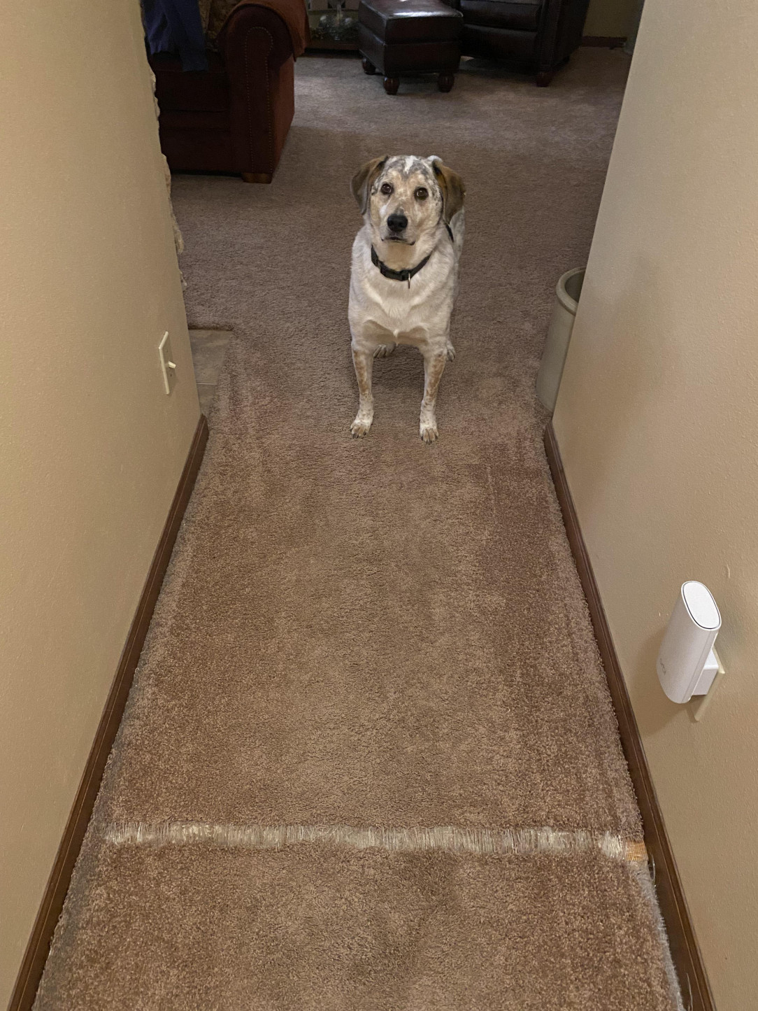 He ate the carpet in a straight line