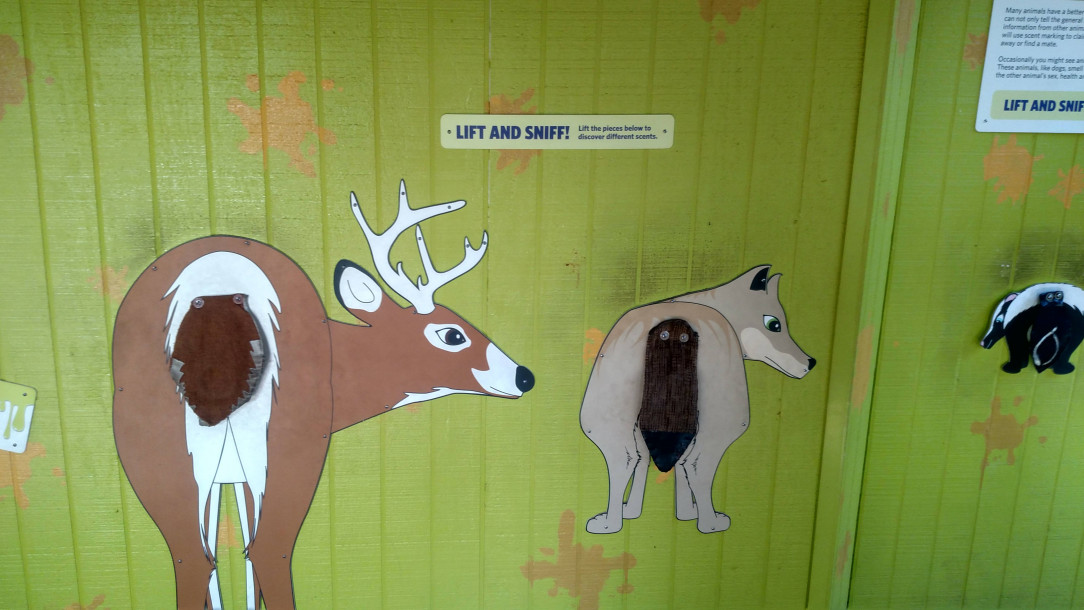 This lift and sniff feature at a local wildlife center