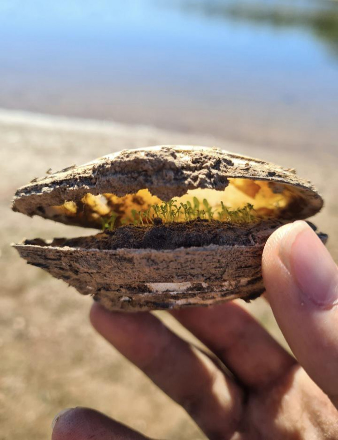 A small colony of plants were able to grow inside this clam