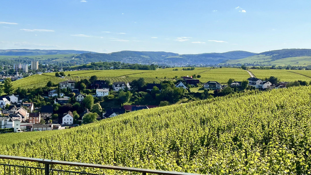 wine-growing area in the Rheingau, Germany