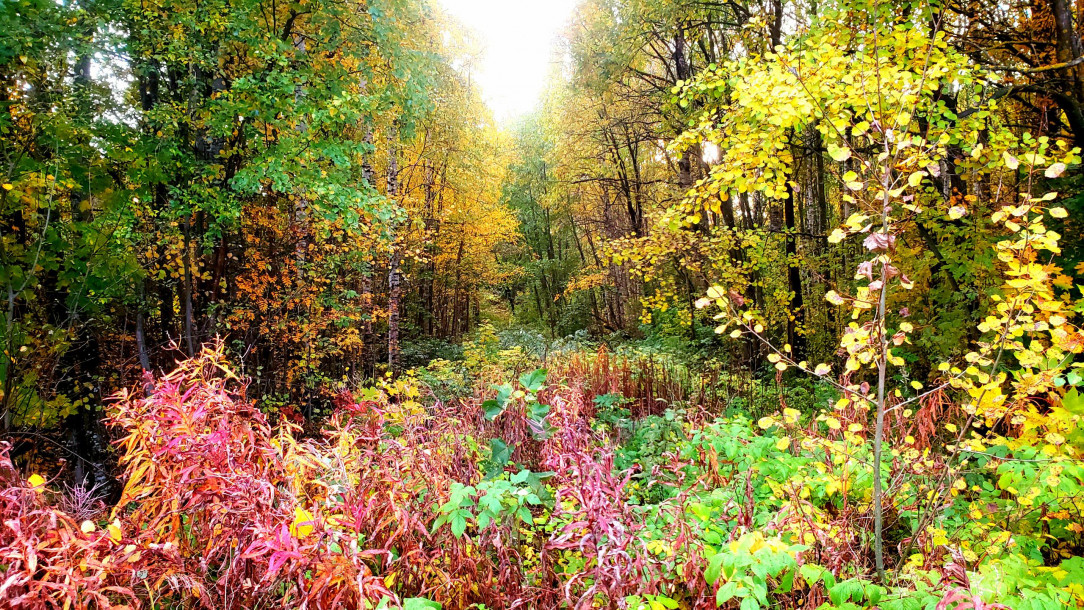 Finland&#039;s &quot;Ruska&quot; Autumn Colours (Pispala, Tampere)