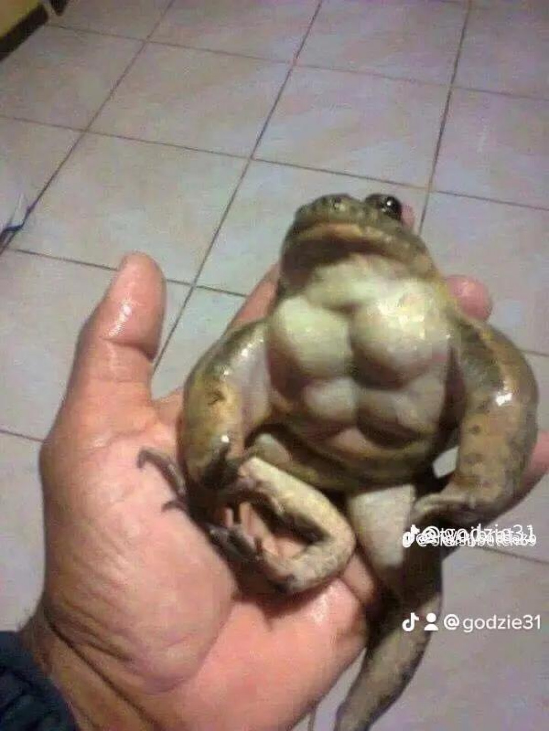 ribby, he&#039;s been eating nothing but protein since he was a tadpole