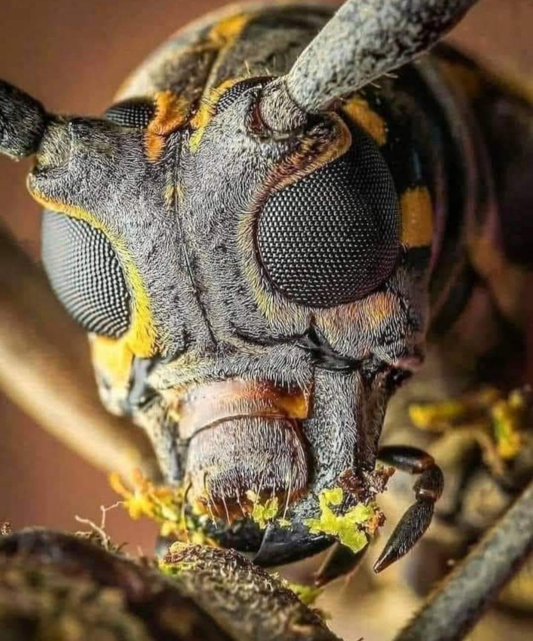 Close up of the face of a Bee