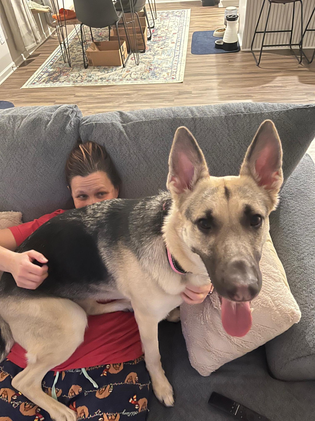 You try telling her that 80lb dogs aren&#039;t lap dogs. She was raised with cats, so &quot;if I fits, I sits&quot;