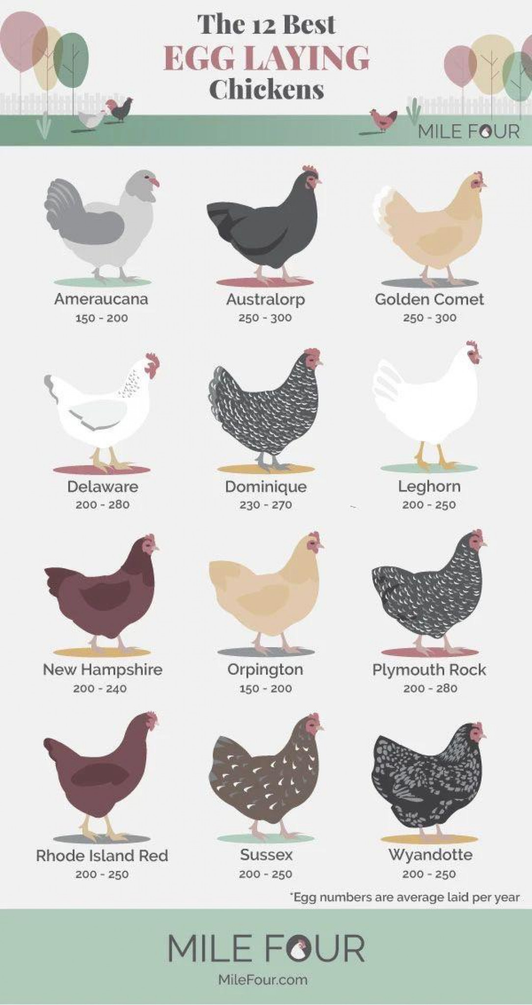 The 12 Best Egg Laying Chickens