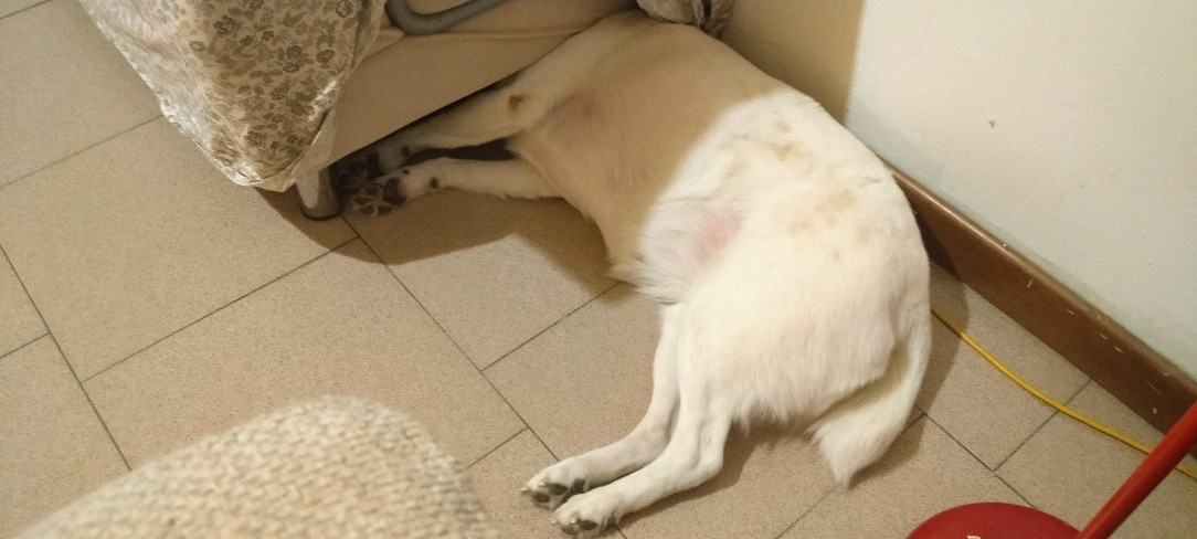 She always sticks her head under the sofa and takes a nap like that, everyday, every single time she wants to nap