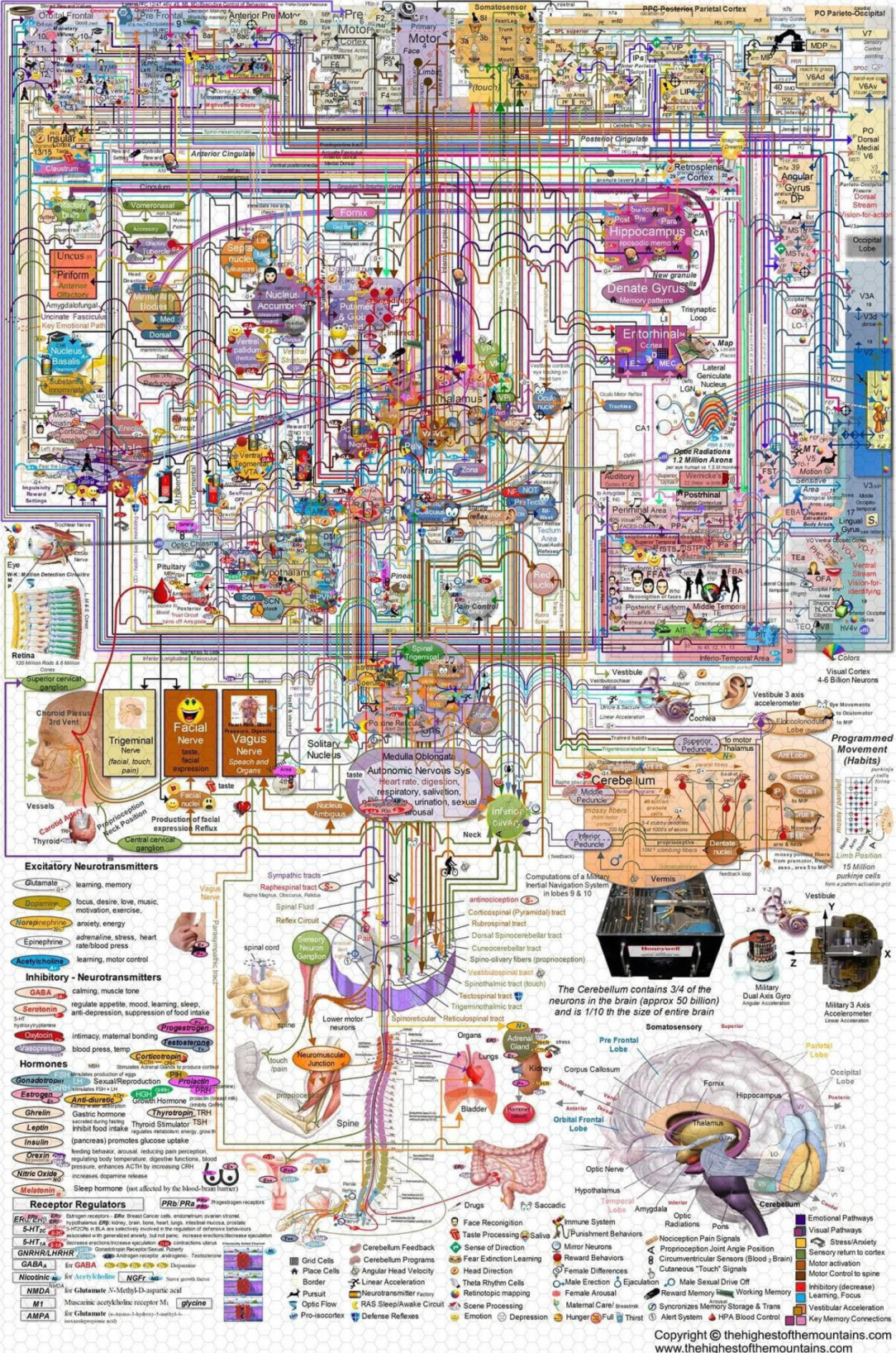 Simple guide of how the brain works