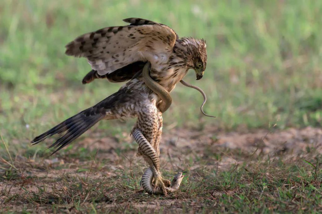 A hawk and a snake in a battle to the death