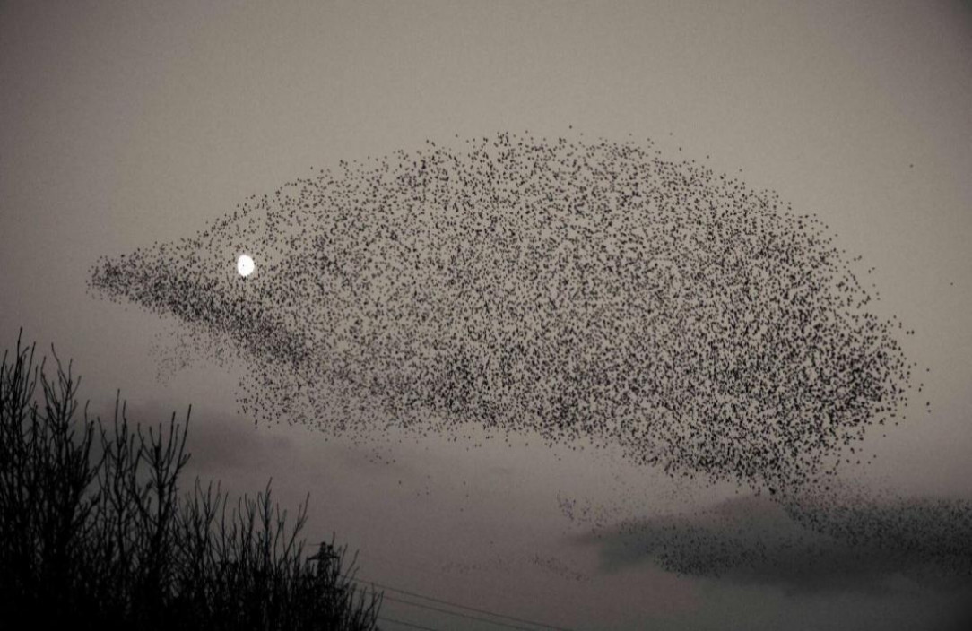 A flock of birds formed a hedgehog shape, with the moon as its eye