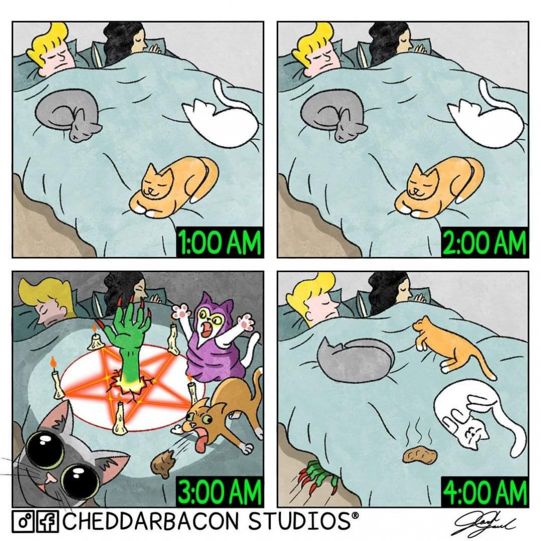 Sleeping with cats be like