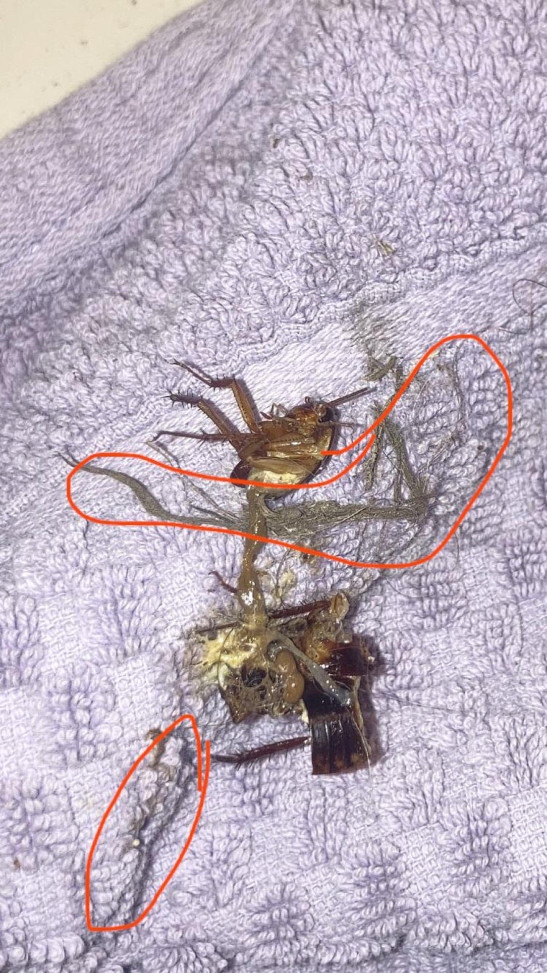 Frantic Roach exploded in half, WTF was inside it?