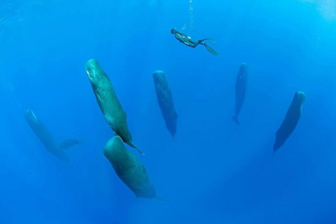 Sperm whales napping