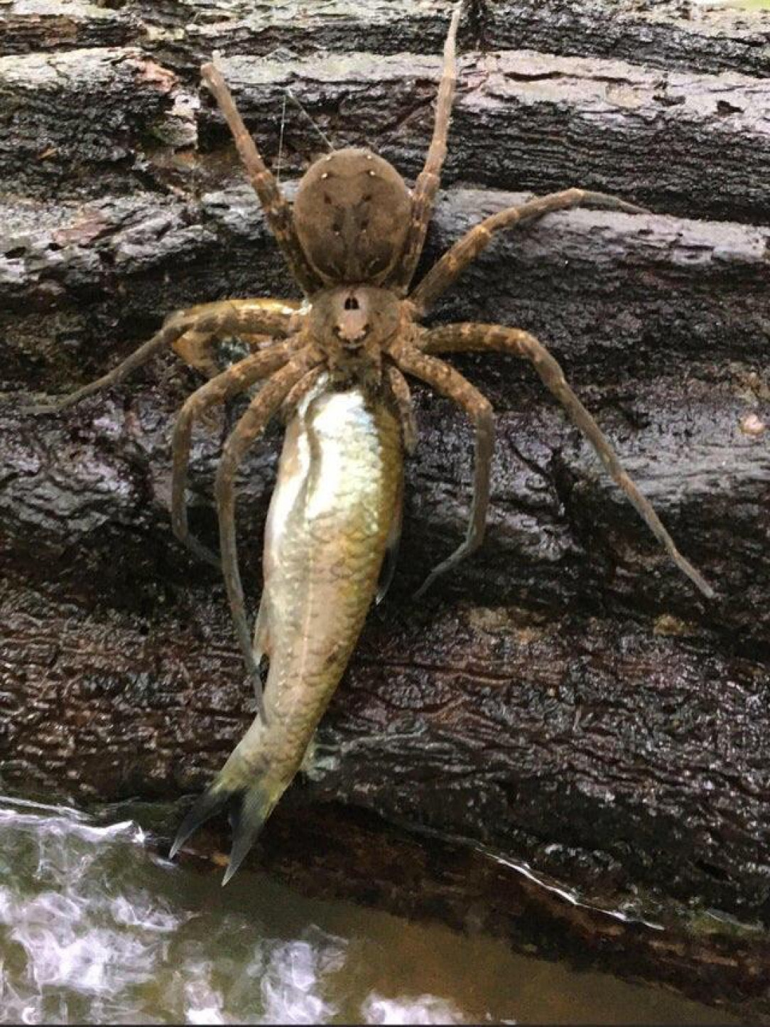This spider fishes for mother&#039;s day
