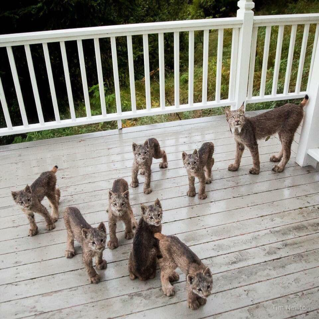 Mama Lynx and her babies wanted to make friends