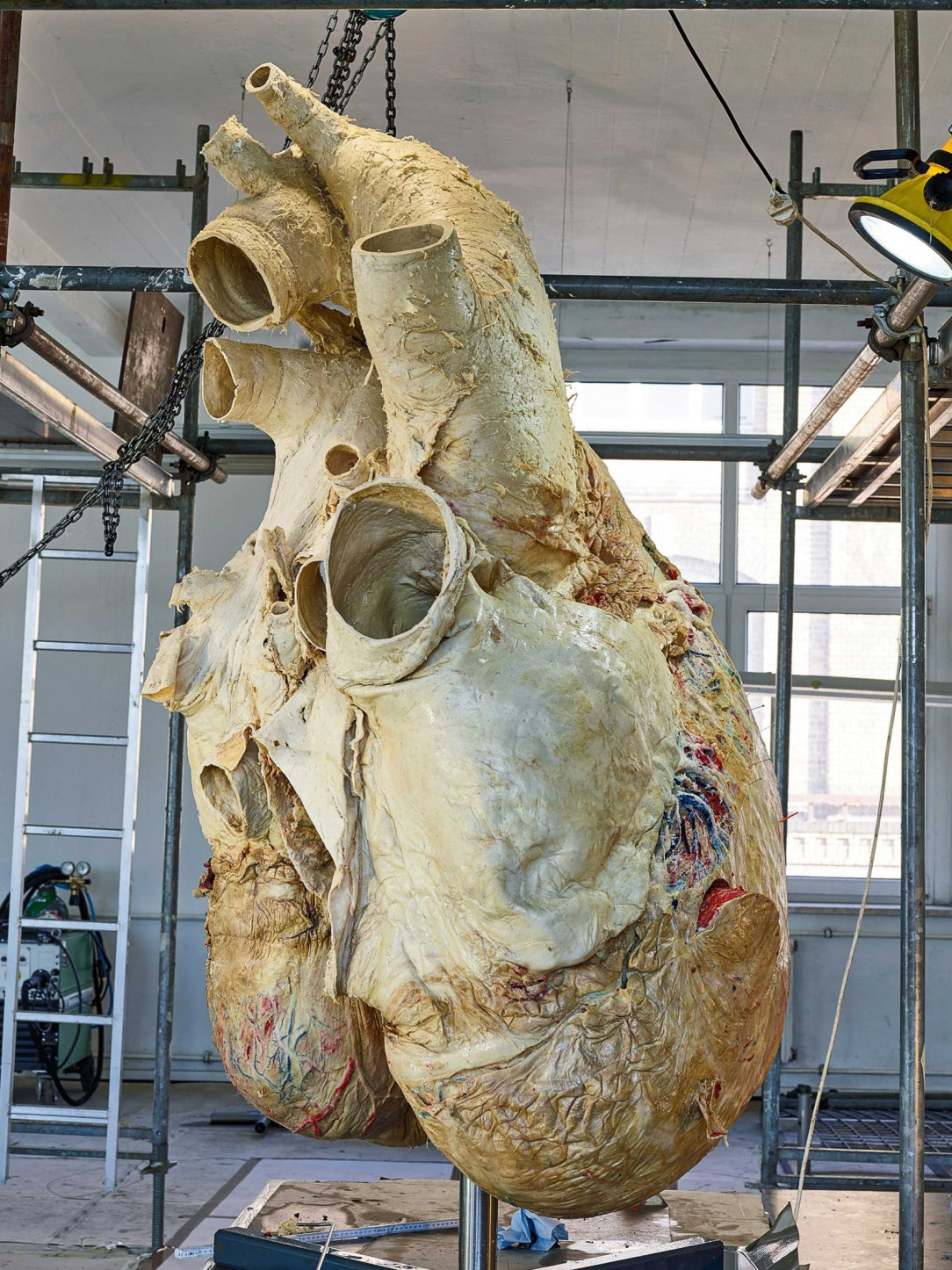 The heart of a blue whale weighs 440 lbs