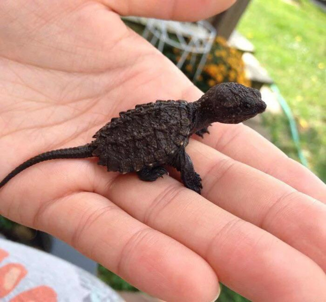Common snapping turtle babies look like tiny dinosaurs 🐢