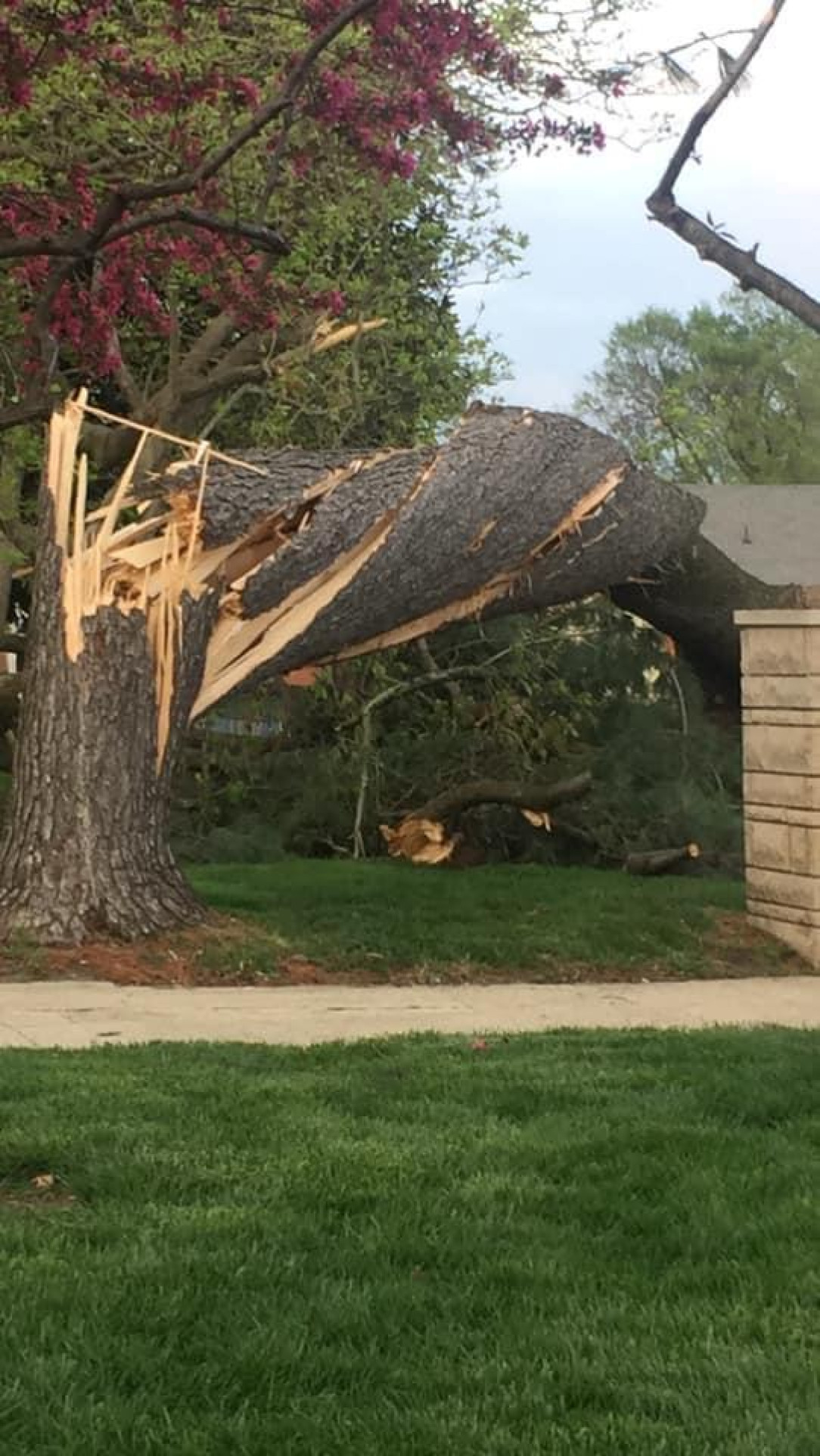 A Tornado twisted this tree so hard it broke