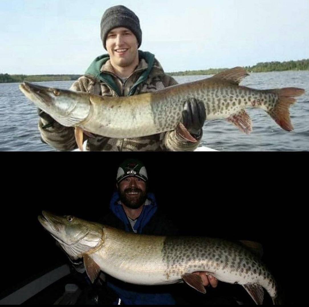This perfectly cut in half hybrid Muskie that was caught twice in the span of 6 years
