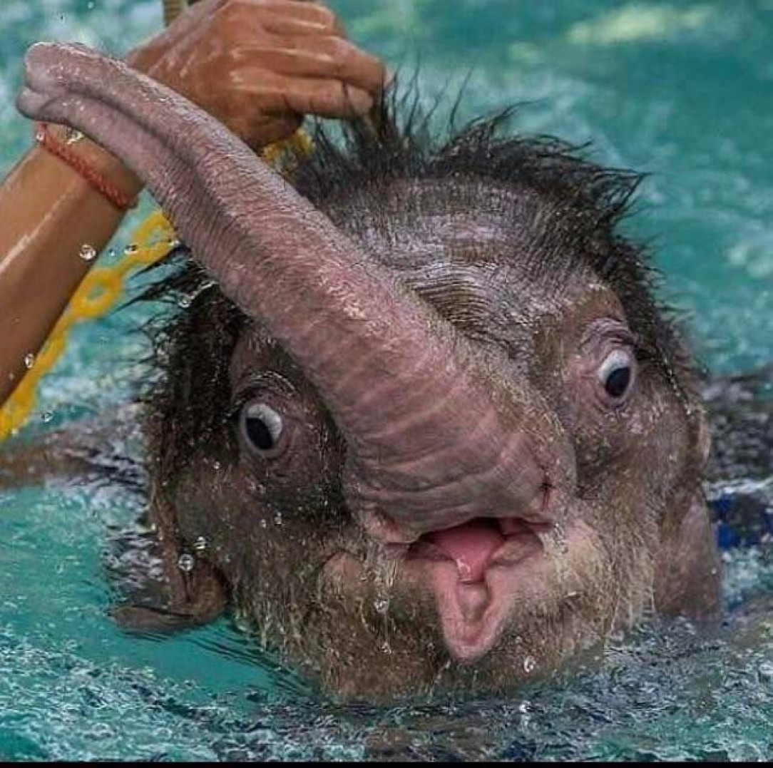 This baby elephant in water 🐘 💘