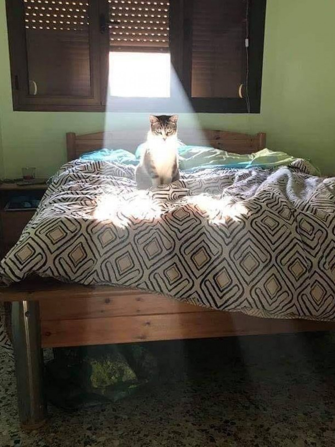 The way light shines on this cat makes it look like its glowing 🐈 🤩