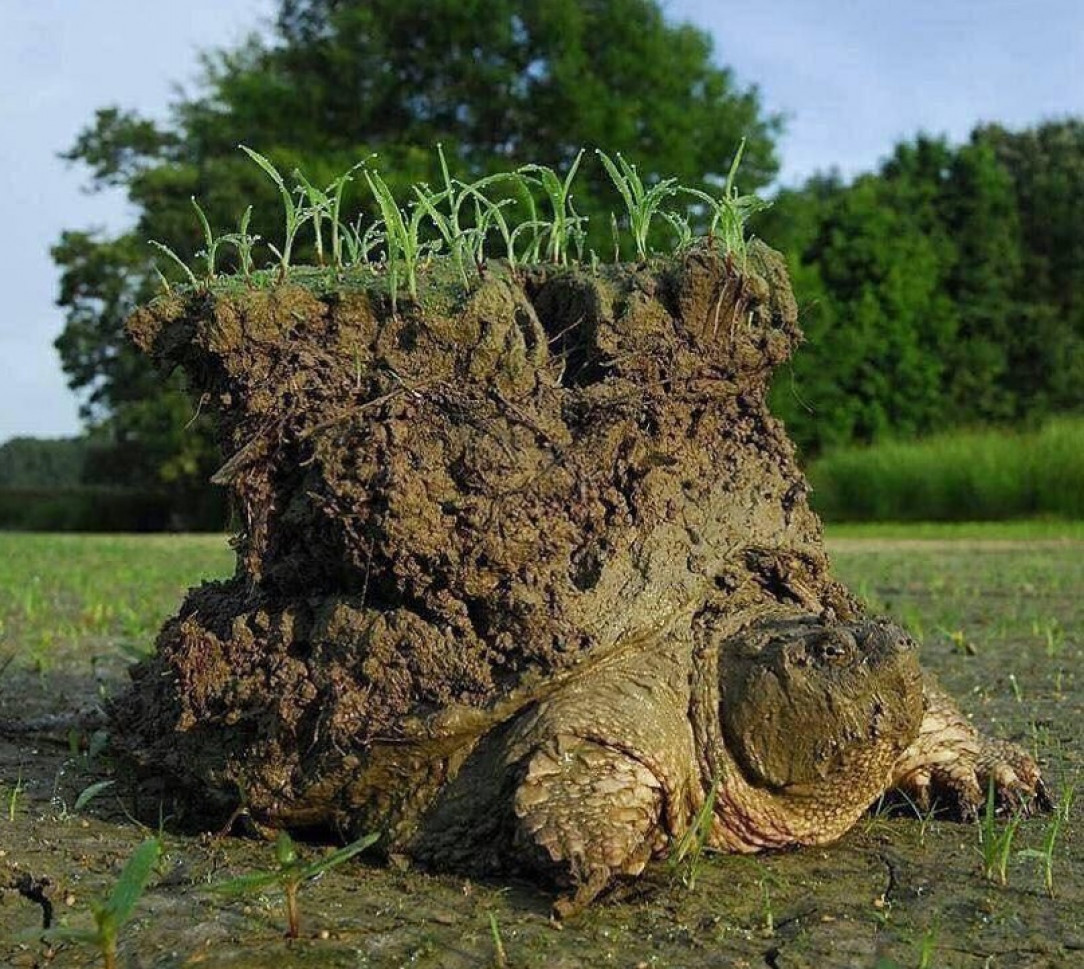 Landurtle, bearer of the world