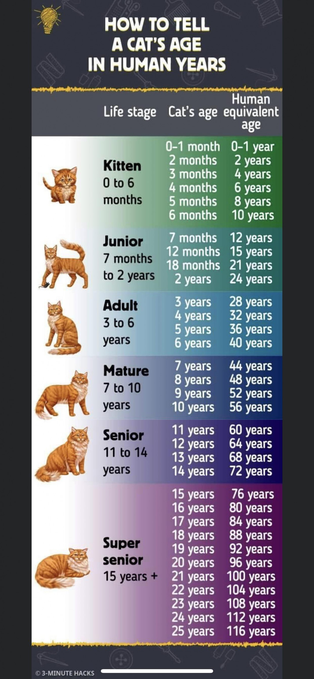 How old is your cat