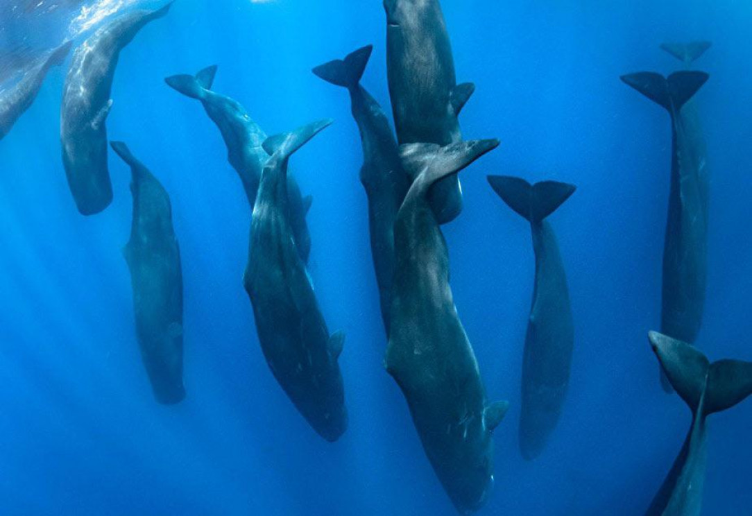 Sperm whales are the loudest animals on earth, even surpassing blue whales. They use the sound to shock or even kill their prey