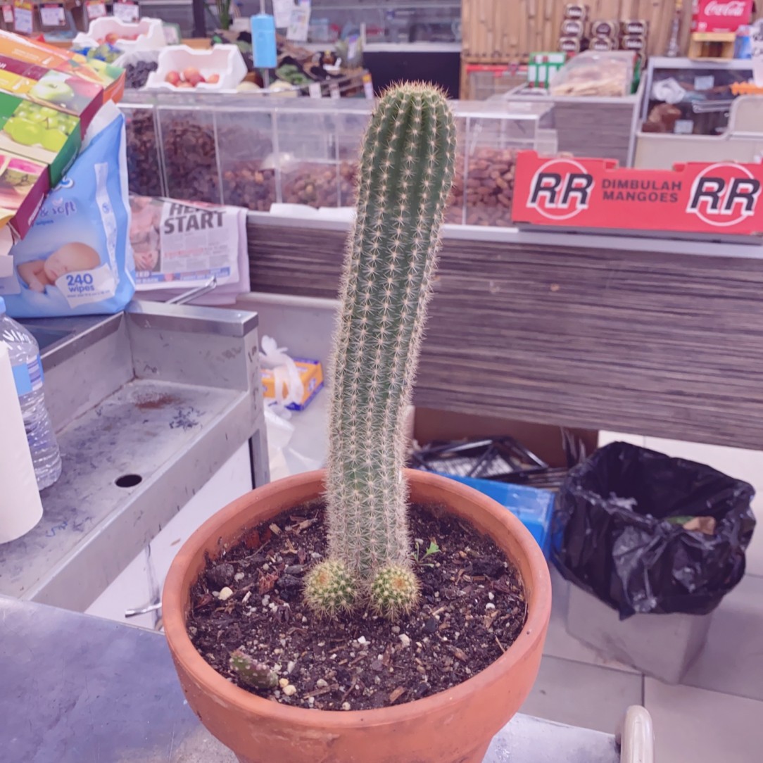 This cactus 