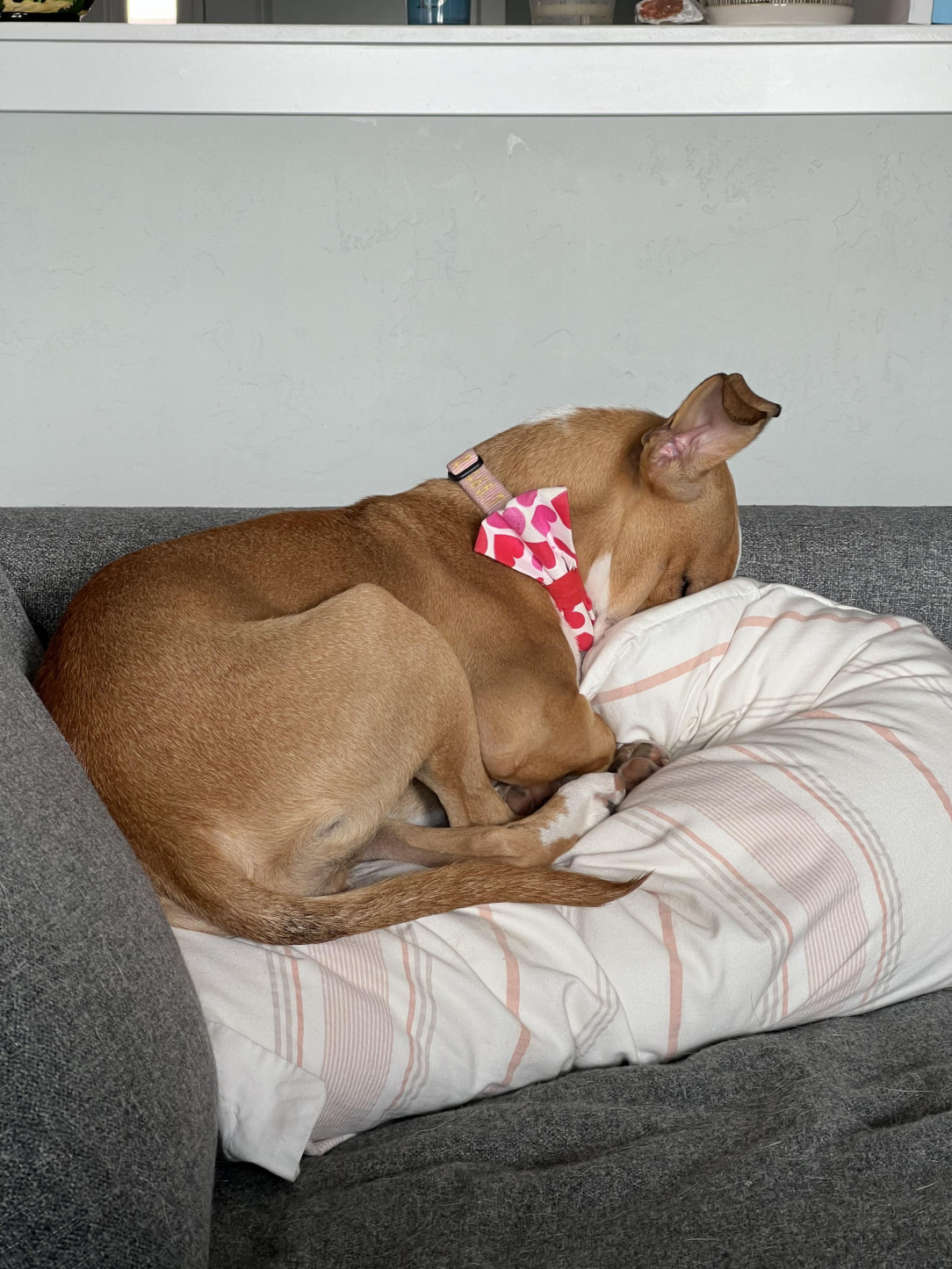 Willow on a pillow. Exhausting being so fancy